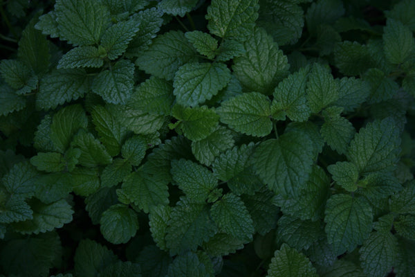 What the Hell is That Smell? Lemon Balm  Common Scents: The P.F. Blog – P.  F. Candle Co.